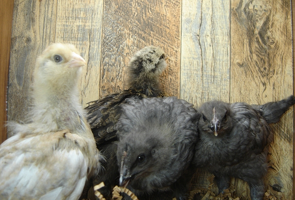 4 Pullet Chicks Week 3 - 2 Steel Blue and 2 Easter Egger